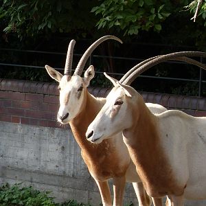 scimitar-horned oryx 030910