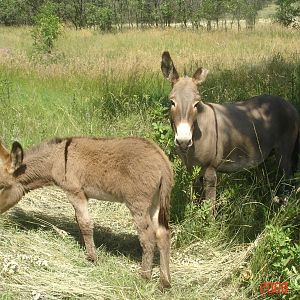Wild Burros