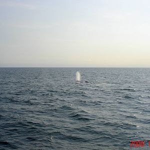 Humpback Whale