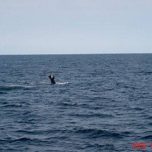 Humpback Whale