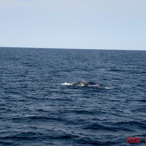 Humpback Whale