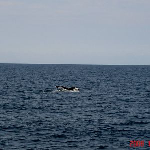 Humpback Whale