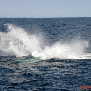 Humpback Whale