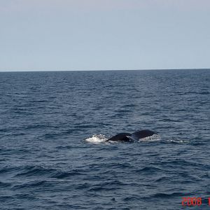 Humpback Whale