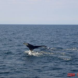 Humpback Whale