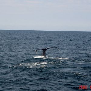 Humpback Whale