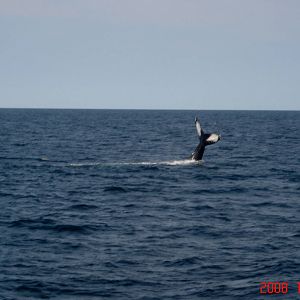 Humpback Whale