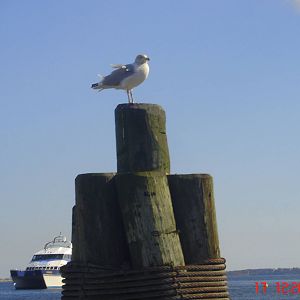 Sea Gull