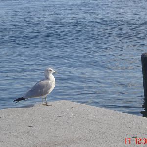 Sea Gull