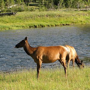 Elk