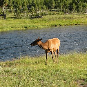 Elk