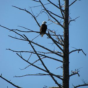 Bald Eagle