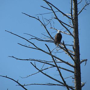 Bald Eagle