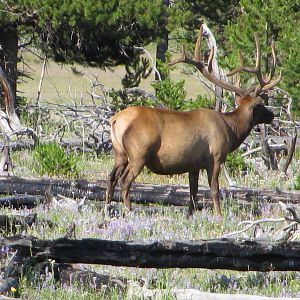 Elk