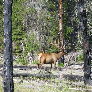 Elk