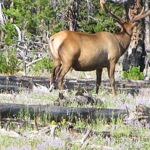 Elk