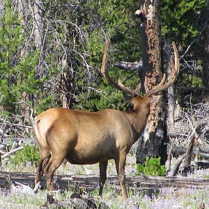 Elk