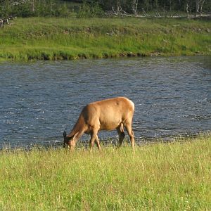 Elk