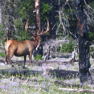 Elk