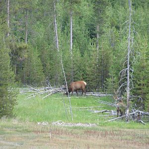 Elk