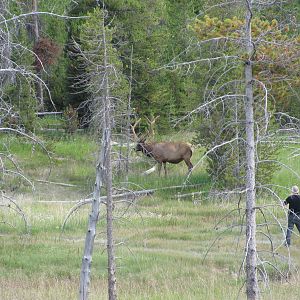Elk