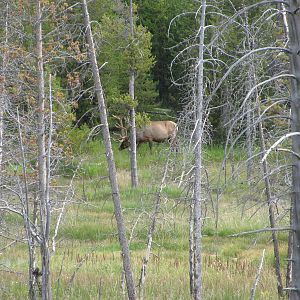 Elk