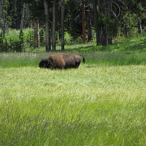 Bison