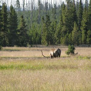 Elk