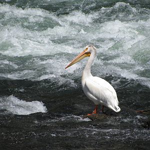 Pelican