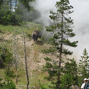 Bison