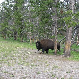 Bison