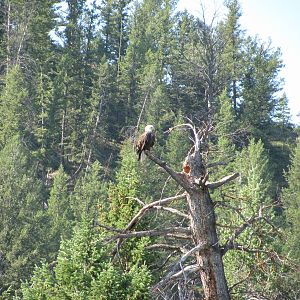 Bald Eagle