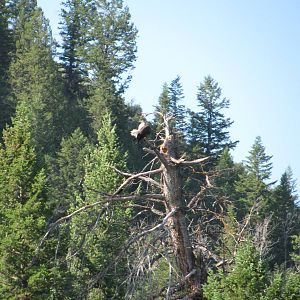 Bald Eagle