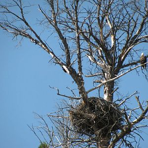 Bald Eagle