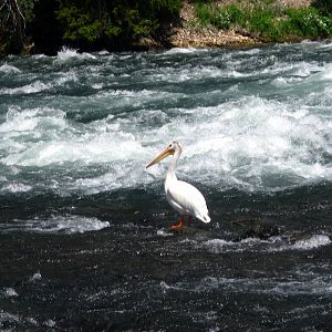 Pelican
