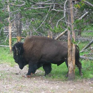 Bison