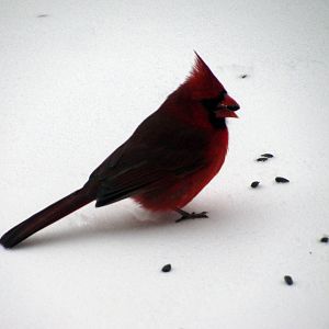 Cardinal