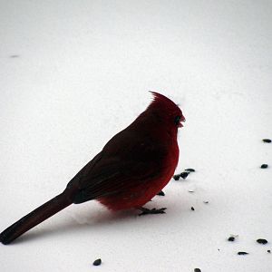 Cardinal