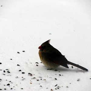 Cardinal