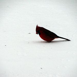 Cardinal