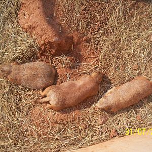 Reptile Gardens-Prairie Dogs