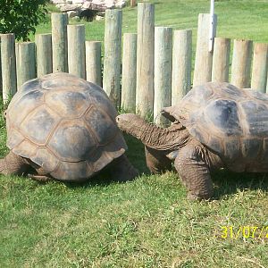 Reptile Gardens-Giant Tortoises