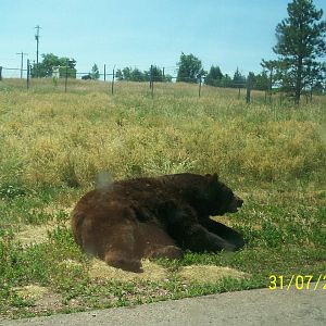 Bear Country-Black Bear