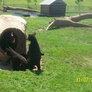 Bear Country-Black Bears
