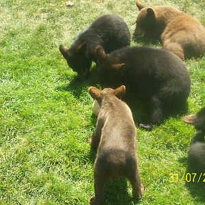Bear Country-Black Bears