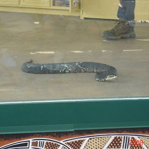 Reptile Gardens-Cottonmouth Snake