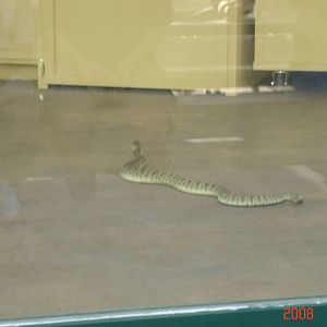 Reptile Gardens-Rattlesnake