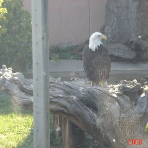 Reptile Gardens-Bald Eagle