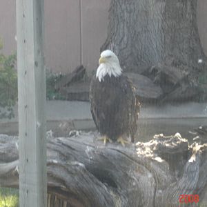 Reptile Gardens-Bald Eagle