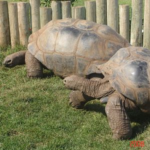 Reptile Gardens-Giant Tortoises
